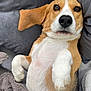 dog, beagle, pet, lying_down, paws, fur, brown, white, black, closeup, cute, cozy, blanket, pillow, relaxed, indoors, animal, companion, portrait, resting