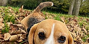 Sunny participe au concours pour gagner de l'argent avec cette photo : dog, beagle, puppy, close_up, outdoor, autumn, leaves, grass, nature, animal, pet, canine, fall, brown, white, black, ears, nose, eyes, tree