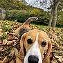 dog, beagle, puppy, close_up, outdoor, autumn, leaves, grass, nature, animal, pet, canine, fall, brown, white, black, ears, nose, eyes, tree