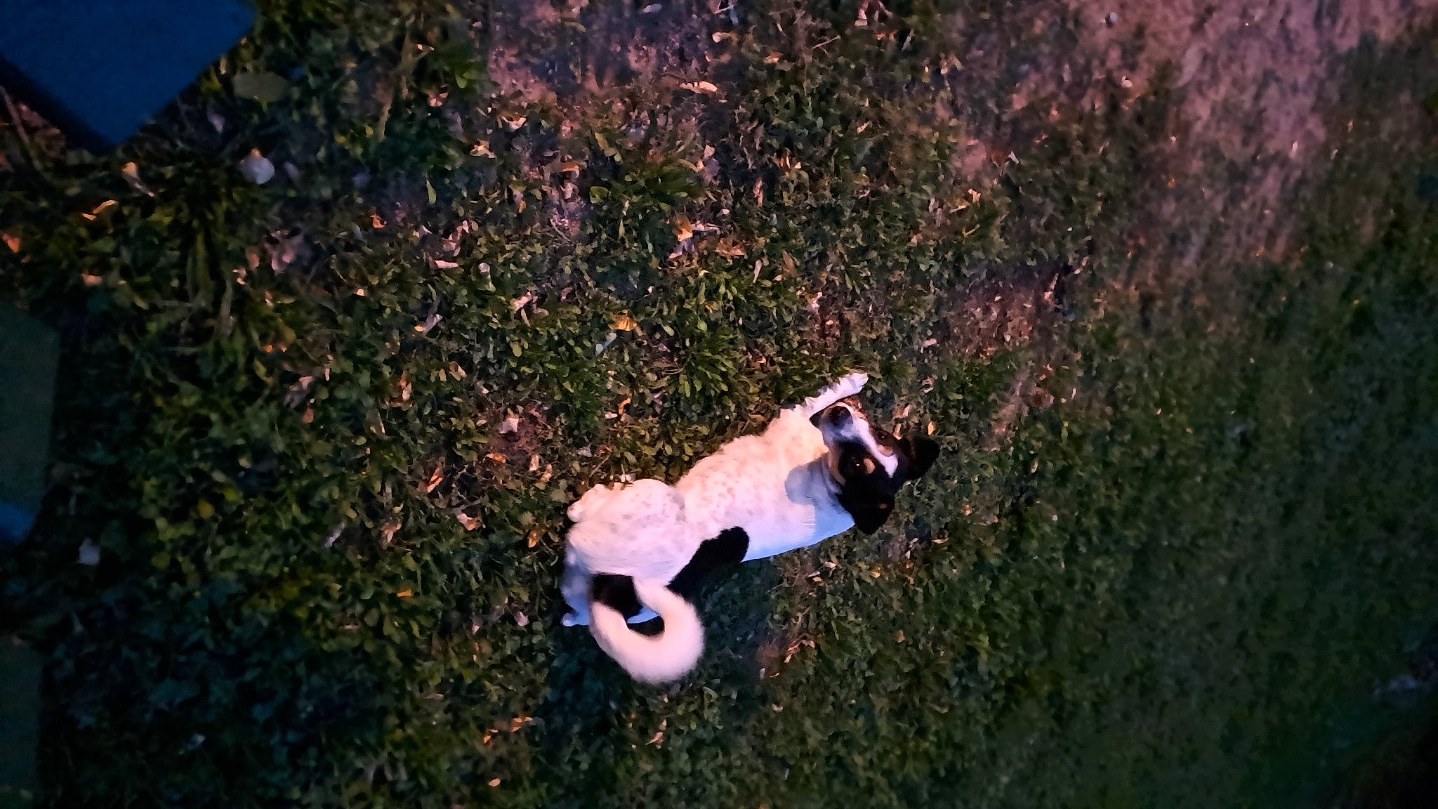 Flockie a rejoint le concours — aidez-le/la à gagner de superbes lots ! adventure, asphalt, canidae, flash_photography, fun, grass, happy, human_body, landscape, leisure, night, people_in_nature, recreation, road_surface, shadow, shrub, soil, tail, toy, water