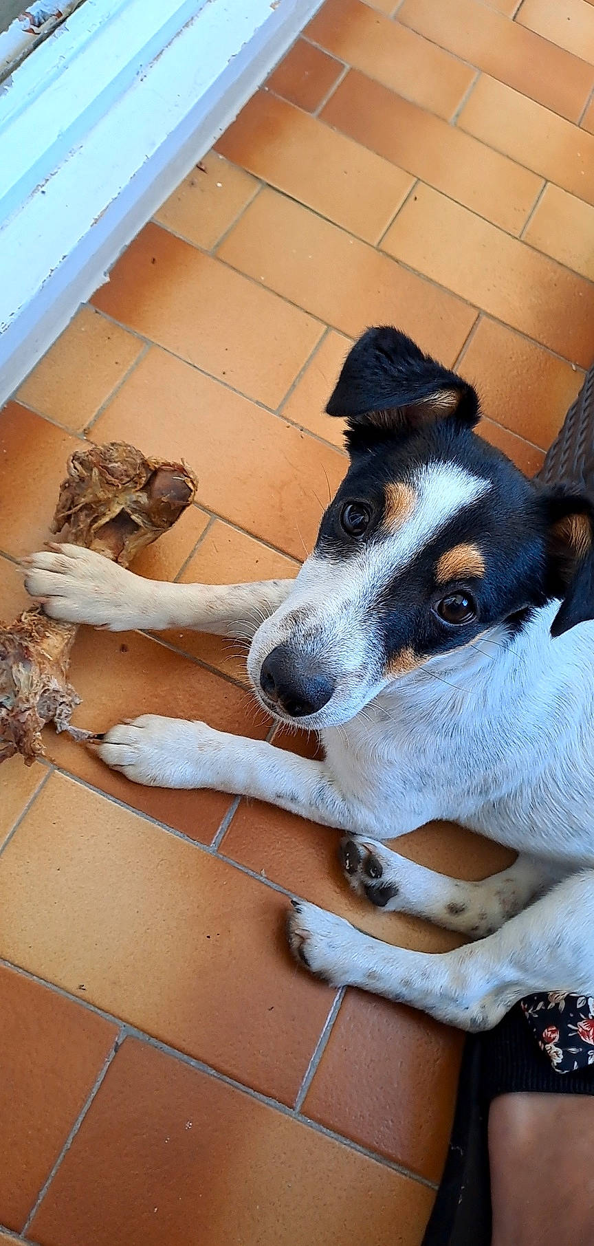 Flockie a rejoint le concours — aidez-le/la à gagner de superbes lots ! canidae, carnivore, collar, companion_dog, dog, dog_breed, fawn, flooring, fur, paw, sporting_group, terrier, whiskers, wood, working_animal, working_dog