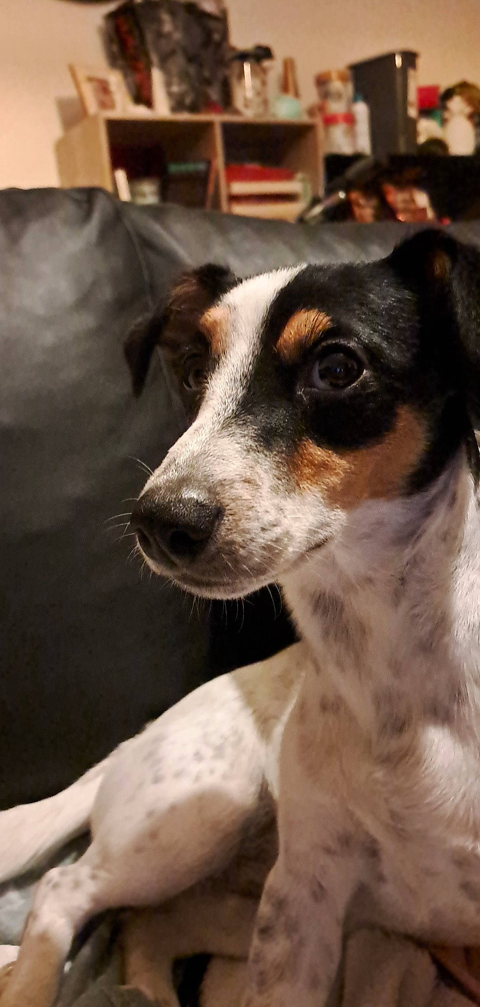 Flockie a rejoint le concours — aidez-le/la à gagner de superbes lots ! canidae, carnivore, companion_dog, dog, dog_breed, fur, irishjacks, snout, sporting_group, terrestrial_animal, terrier, whiskers, working_animal, working_dog