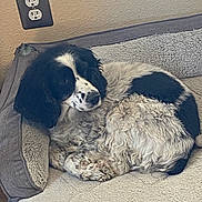 Orca joined the competition — help win amazing prizes! dog, black_and_white, curled_up, dog_bed, fluffy, resting, indoor, pet, animal, cozy, fur, relaxed, side_view, mammal, companion, canine, bed, home, quiet, cute