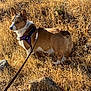 alert, autumn, brown_and_white, canine, corgi, cute, dog, dry_grass, grass, harness, leash, nature, outdoors, pet, portrait, rock, short_legs, side_profile, trail, walking