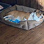 dog, corgi, pet, dog_bed, toy, plush_toy, wooden_floor, wood_paneling, indoor, resting, sleeping, cozy, fur, collar, paw, snout, relaxed, smiling, home_interior, beige
