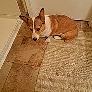 Izzy is registered to the contest to win money with this photo: dog, corgi, pet, bathroom, bathmat, rug, tile_floor, door, ears, paws, nose, brown_white_fur, looking_up, seated, floor, shoes, owner_feet, indoor, portrait, cute