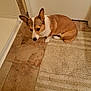 dog, corgi, pet, bathroom, bathmat, rug, tile_floor, door, ears, paws, nose, brown_white_fur, looking_up, seated, floor, shoes, owner_feet, indoor, portrait, cute