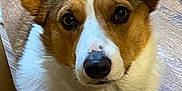 Izzy is registered to the contest to win money with this photo: dog, corgi, pet, canine, close_up, portrait, ears, nose, collar, tag, fur, brown_and_white, attentive, eyes, hardwood_floor, sitting, muzzle, paw, whiskers, indoor