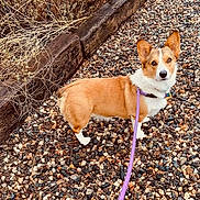 Izzy is registered to the contest to win money with this photo: animal, brown, collar, corgi, curious, daylight, dog, dry_plants, ears, fur, ground, leash, nature, outdoor, pet, rocks, short_legs, walking, white, wood