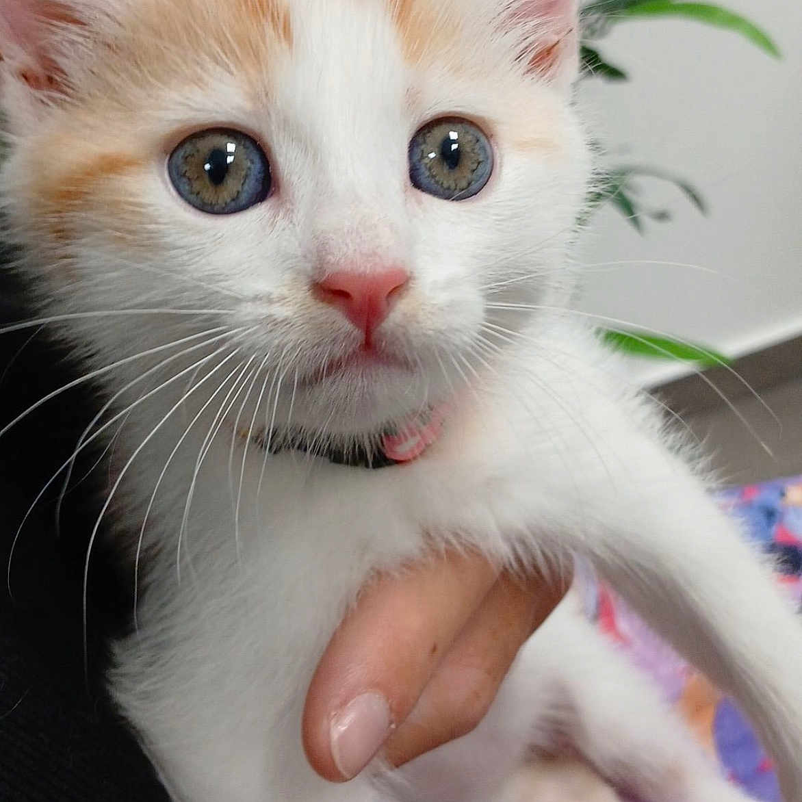 Melba participe au concours pour gagner de l'argent avec cette photo : abyssinian, angora, animal, bodypart, cat, face, finger, hand, head, kitten, manx, mouth, person, pet, photography, plant, portrait, pottedplant, siamese, white