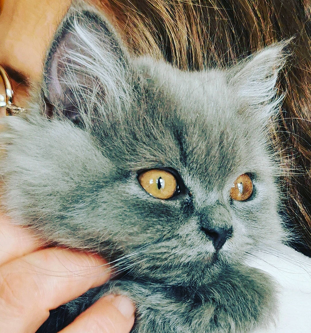 Tanguy participe au concours pour gagner de l'argent avec cette photo : british_longhair, carnivore, cat, claw, domestic_short_haired_cat, electric_blue, eye, felidae, fur, hair, head, nail, paw, small_to_medium_sized_cats, snout, whiskers