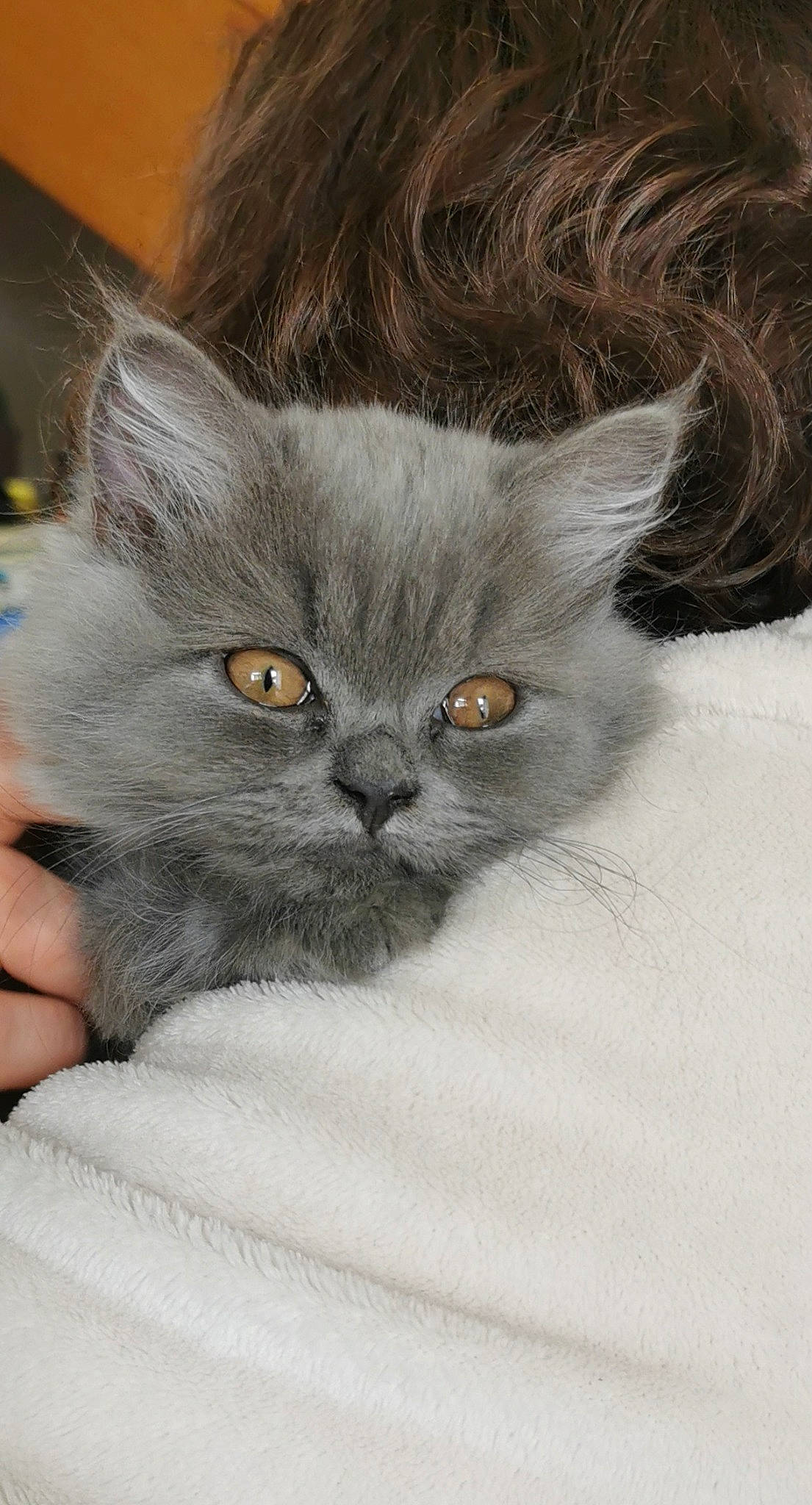 Tanguy a rejoint le concours — aidez-le/la à gagner de superbes lots ! british_longhair, carnivore, cat, close_up, felidae, fur, grey, small_to_medium_sized_cats, snout, terrestrial_animal, whiskers