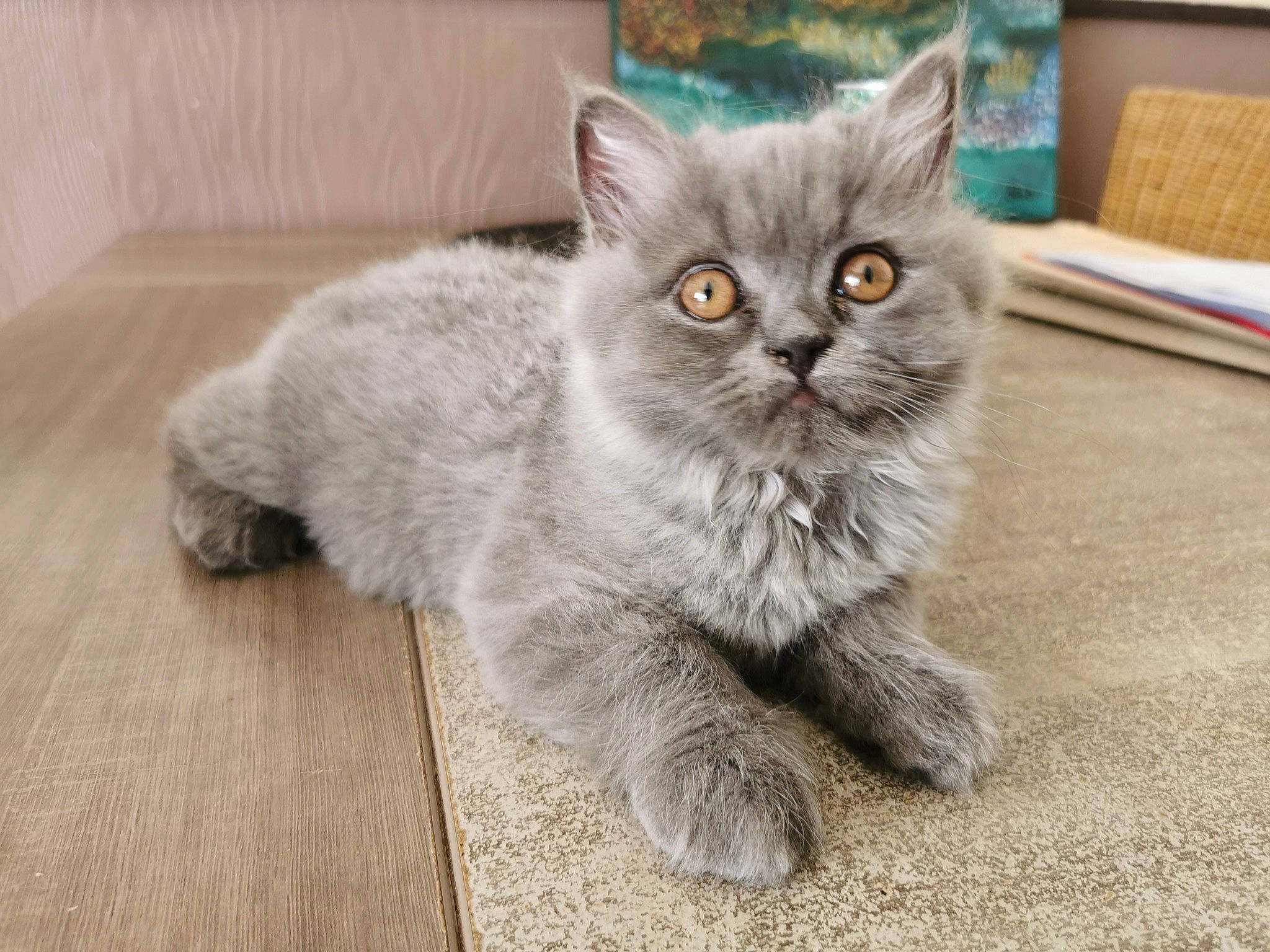 Tanguy a rejoint le concours — aidez-le/la à gagner de superbes lots ! british_longhair, carnivore, cat, domestic_short_haired_cat, fawn, felidae, flooring, fur, grey, hardwood, paw, pillow, sitting, small_to_medium_sized_cats, snout, tail, terrestrial_animal, whiskers, window, wood