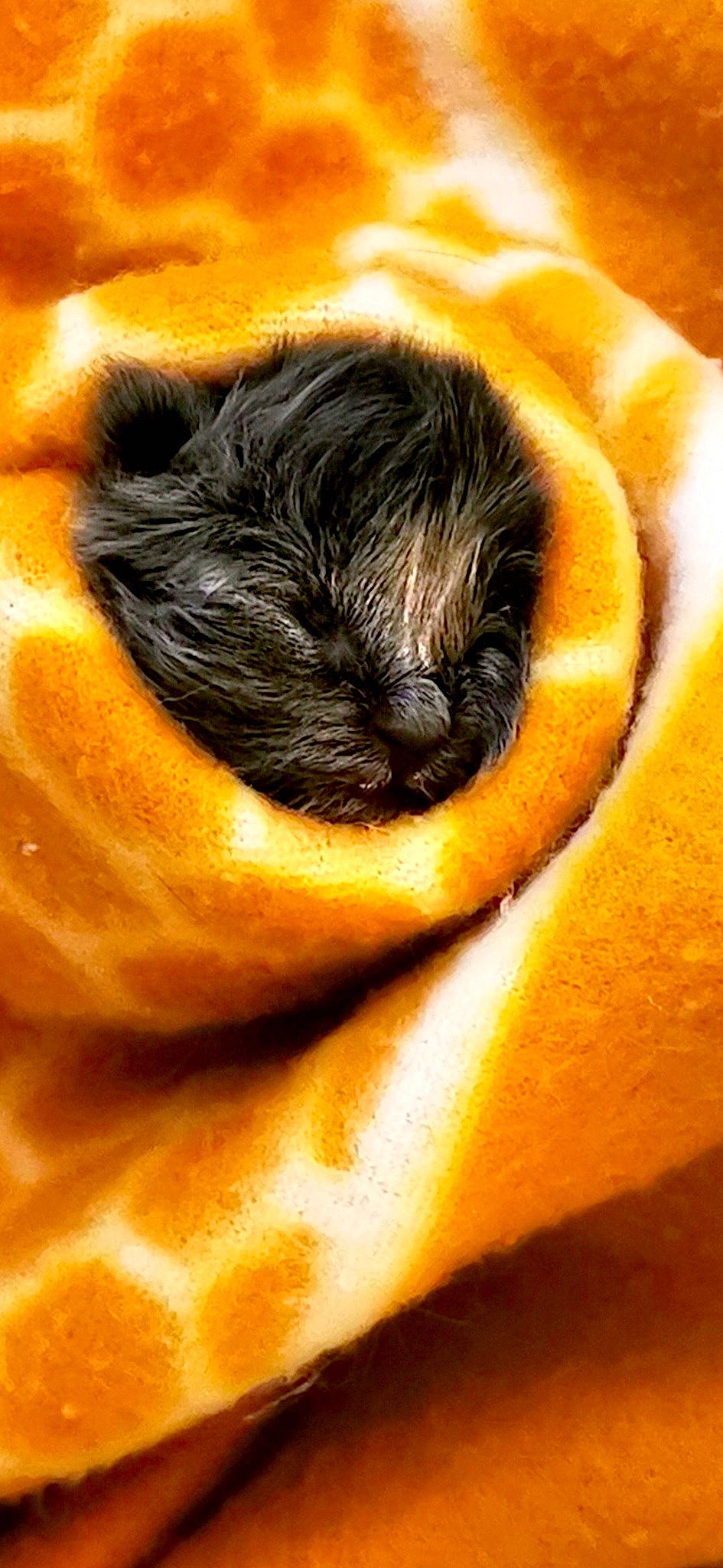 Tanguy a rejoint le concours — aidez-le/la à gagner de superbes lots ! carnivore, comfort, companion_dog, couch, dog, dog_breed, fawn, felidae, fur, linens, macro_photography, orange, snout, sporting_group, toy_dog, whiskers, wildlife, wood, working_animal, wrinkle