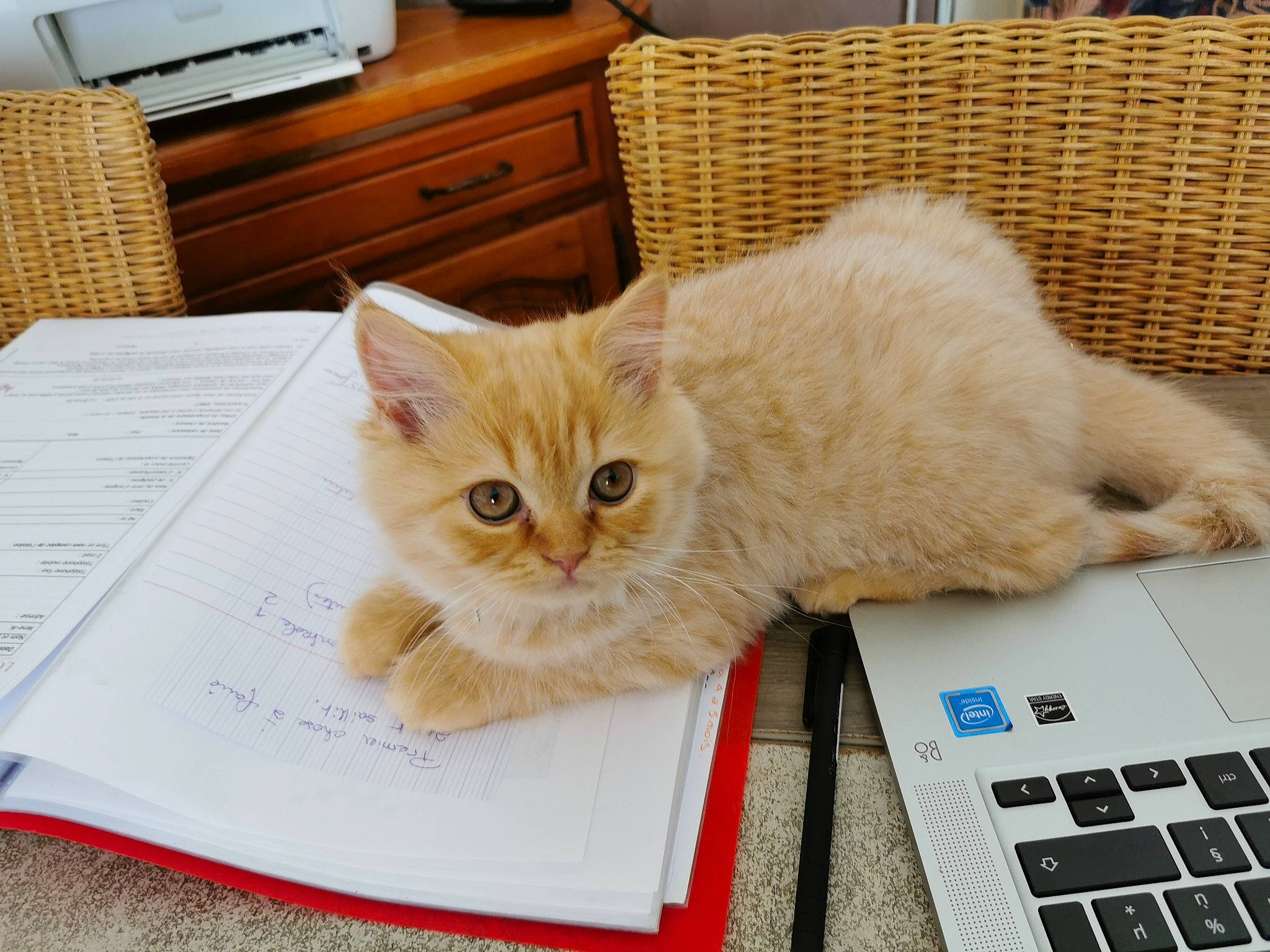 Towen Tarzan participe au concours pour gagner de l'argent avec cette photo : cabinetry, carnivore, cat, chest_of_drawers, comfort, computer, drawer, dresser, fawn, felidae, fur, input_device, laptop, personal_computer, small_to_medium_sized_cats, snout, tail, touchpad, whiskers, wood