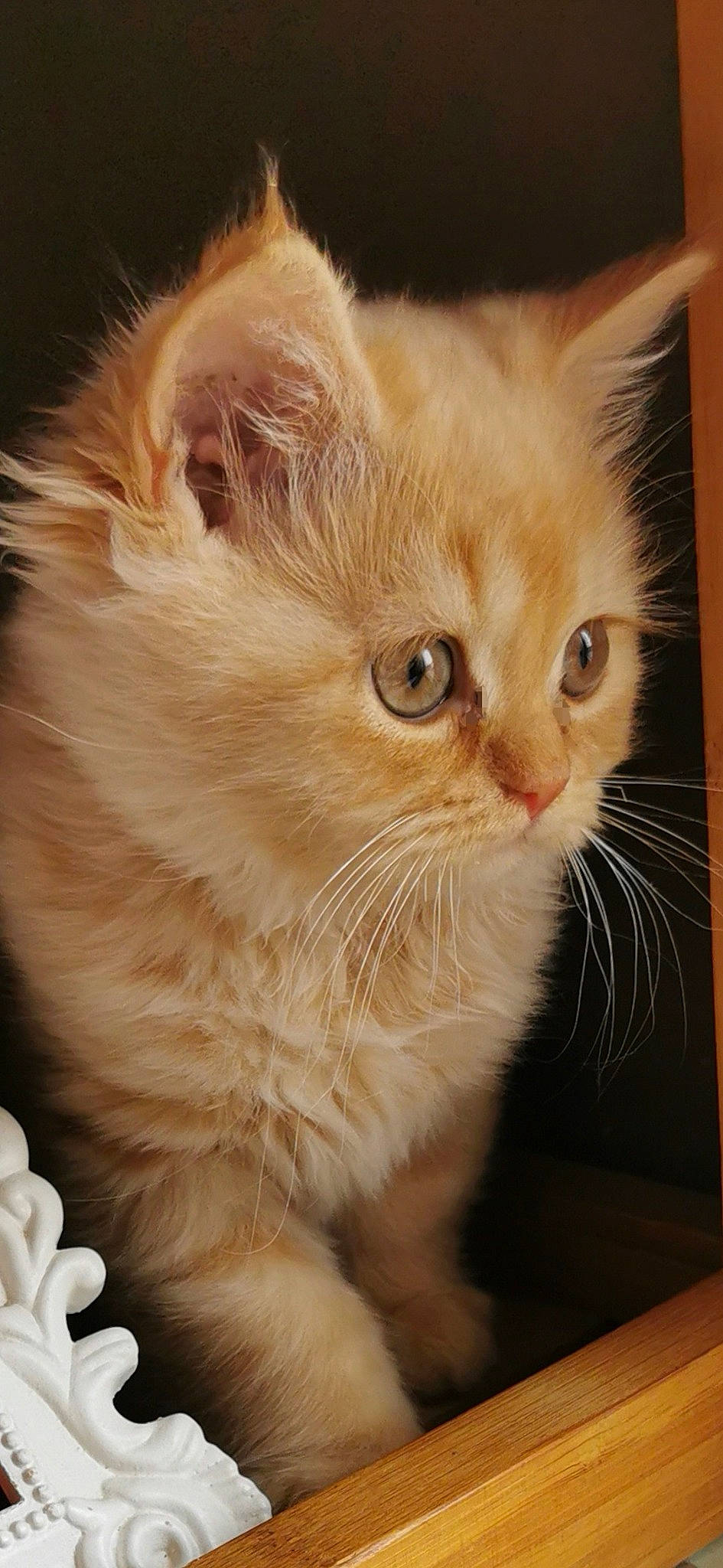 Towen Tarzan participe au concours pour gagner de l'argent avec cette photo : carnivore, cat, claw, close_up, domestic_short_haired_cat, eye, fawn, felidae, fur, laperm, paw, small_to_medium_sized_cats, snout, terrestrial_animal, whiskers, window