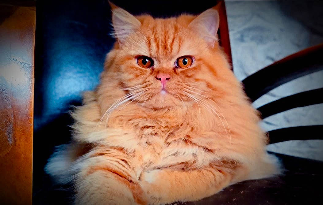 Towen Tarzan a rejoint le concours — aidez-le/la à gagner de superbes lots ! art, carnivore, cat, comfort, electric_blue, felidae, fur, peach, small_to_medium_sized_cats, snout, whiskers, wood