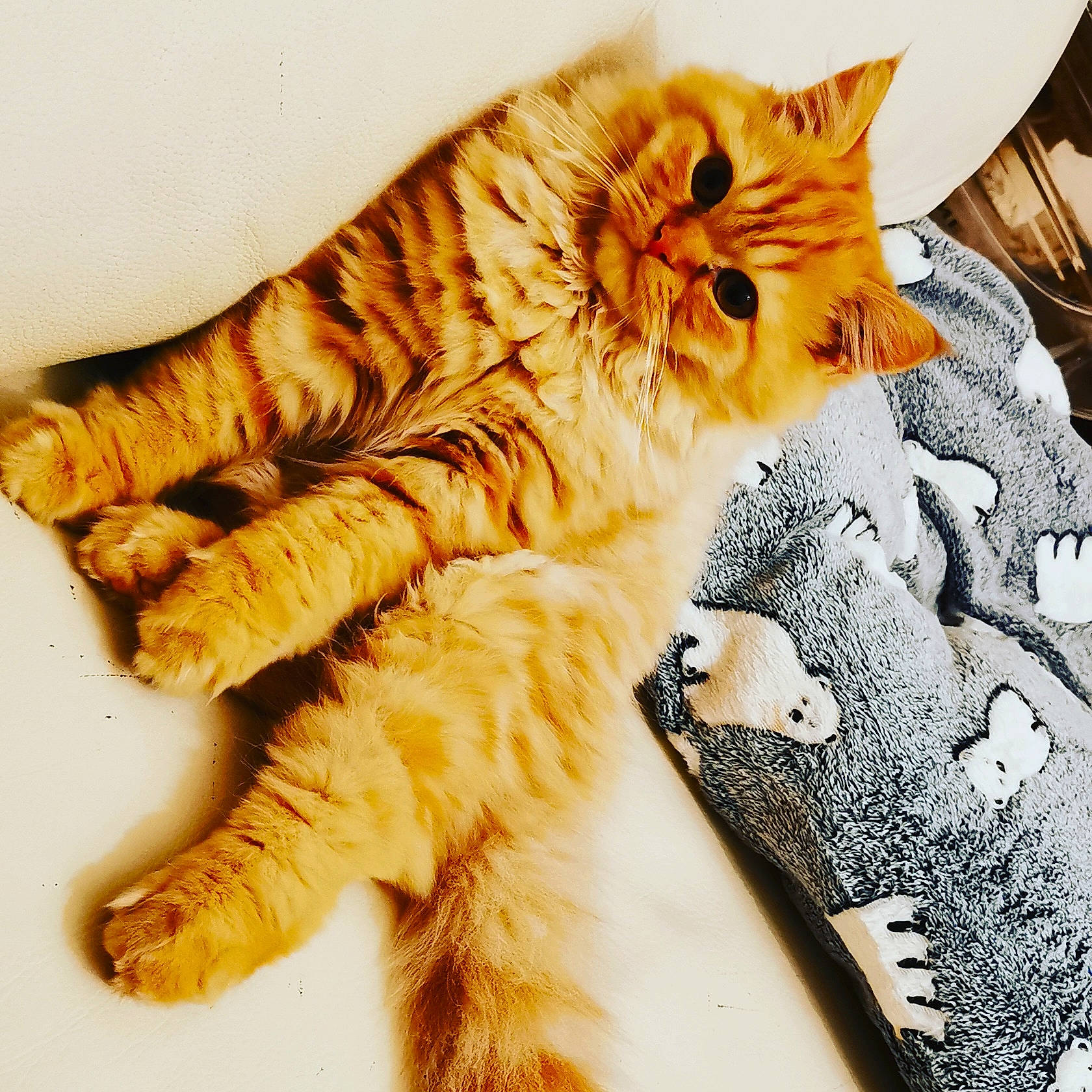 Towen Tarzan a rejoint le concours — aidez-le/la à gagner de superbes lots ! bed, big_cats, carnivore, cat, claw, comfort, domestic_short_haired_cat, fashion_accessory, fawn, felidae, foot, fur, linens, paw, small_to_medium_sized_cats, snout, tail, terrestrial_animal, whiskers, wood