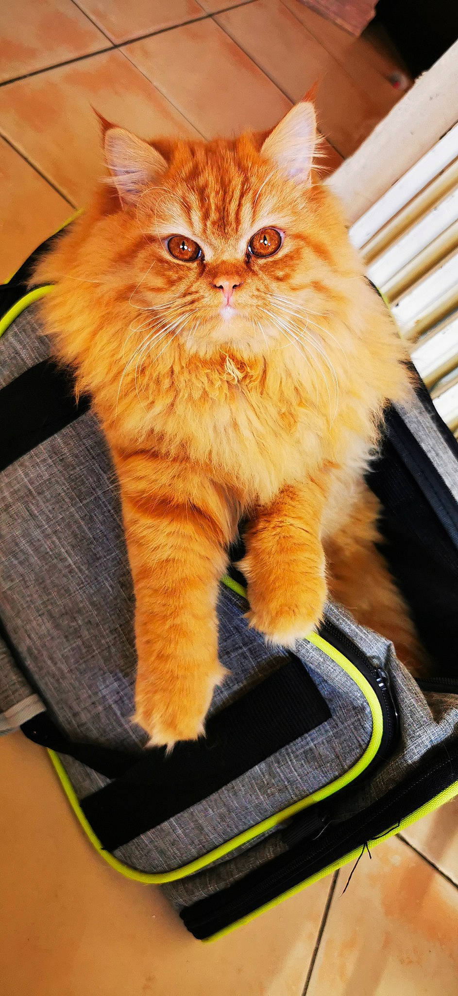 Towen Tarzan a rejoint le concours — aidez-le/la à gagner de superbes lots ! box, british_longhair, carnivore, cat, chair, claw, comfort, domestic_short_haired_cat, eye, fawn, felidae, fur, peach, sitting, small_to_medium_sized_cats, snout, tail, whiskers, windshield, wood
