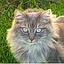 Mitzy joined the competition — help win amazing prizes! cat, gray_cat, fluffy, long_hair, grass, outdoor, nature, animal, pet, feline, yellow_eyes, close_up, whiskers, ears, face, fur, sunlight, greenery, calm, majestic