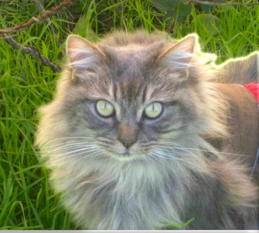 Mitzy