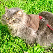 Mitzy is registered to the contest to win money with this photo: cat, grey_cat, long_hair, yellow_eyes, grass, outdoor, pet, animal, feline, nature, greenery, harness, leash, curious, fluffy, whiskers, close_up, muzzle, sitting, daylight