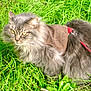 animal, cat, close_up, curious, daylight, feline, fluffy, grass, greenery, grey_cat, harness, leash, long_hair, muzzle, nature, outdoor, pet, sitting, whiskers, yellow_eyes