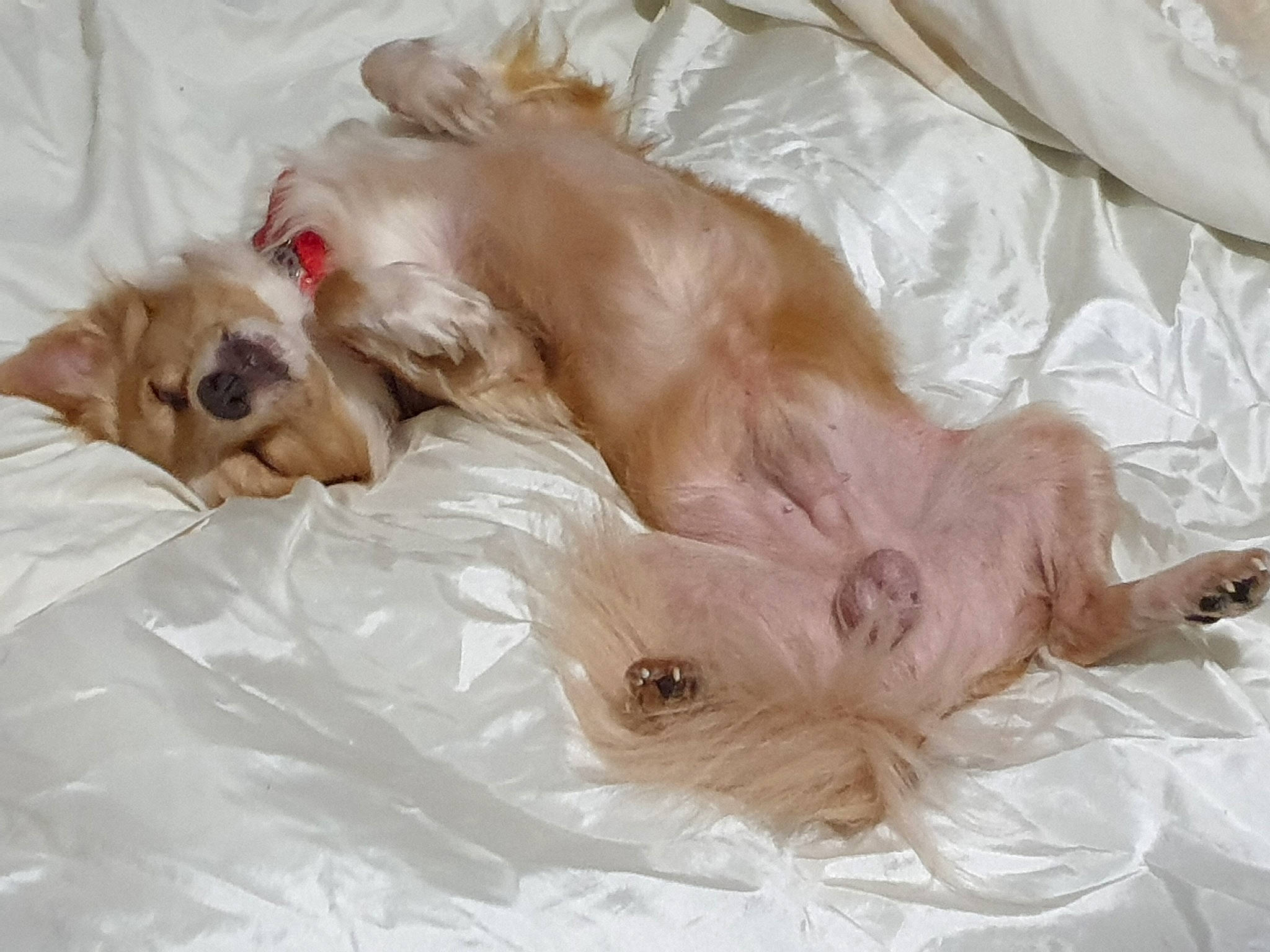 Treasure joined the competition — help win amazing prizes! bed, carnivore, comfort, companion_dog, dog, dog_breed, dog_supply, fawn, fur, liver, non_sporting_group, paw, pet_supply, sporting_group, toy, toy_dog, whiskers, working_animal