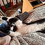 black_and_white, blanket, bookshelf, cables, cat, comfort, cozy, feline, floor, fur, home_office, indoor, knitted_sweater, paw, pet, relaxed, resting, sleeping, stretching, wooden_desk