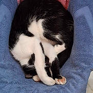Tango a rejoint le concours — aidez-le/la à gagner de superbes lots ! animal, black_and_white, blue_cushion, cat, chair, compact_pose, cozy, curled_up, cute, domestic_cat, feline, fur, indoor, paw_pads, pet, pink_blanket, relaxed, resting, sleeping, soft_texture