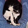 animal, black_and_white, blue_cushion, cat, chair, compact_pose, cozy, curled_up, cute, domestic_cat, feline, fur, indoor, paw_pads, pet, pink_blanket, relaxed, resting, sleeping, soft_texture