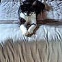 Tango a rejoint le concours — aidez-le/la à gagner de superbes lots ! animal, bed, bedspread, black_and_white_cat, blanket, cat, comfortable, cozy, cute, domestic, feline, fur, home, indoor, paws, pet, relaxed, resting, sleepy, whiskers