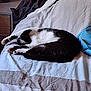bag, bed, black_and_white, blanket, cat, clothing, comfort, feline, fur, furniture, home, indoor, nap, paw, quiet, relaxation, resting, side_view, sleeping, striped_blanket