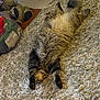 belly_up, carpet, cat, cozy, decor, elephant, floor, fluffy, furniture, home, indoor, pet, plastic_bag, quiet, relaxation, rest, sleeping, sprawled, statue, tabby