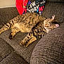 Mittens is registered to the contest to win money with this photo: cat, tabby, sleeping, couch, furniture, indoor, pet, fur, striped, relaxed, blanket, text, home, cozy, animal, resting, domestic, soft, comfort, laying