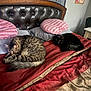 Mittens is registered to the contest to win money with this photo: bed, black_cat, cat, cozy, feline, fluffy, furniture, headboard, indoor, living_room, pillow, resting, sleeping_cat, striped_cat, tabby_cat, two_cats, window_curtain, warm, wood, yellow_eyes