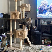 Mittens is registered to the contest to win money with this photo: cat, cat_tree, living_room, carpet, television, aquarium_scene, furniture, toy, decorations, shelf, photo_frame, lamp, speaker, tabby_cat, pet, indoor, resting, cozy, home, relaxing