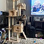 aquarium_scene, carpet, cat, cat_tree, cozy, decorations, furniture, home, indoor, lamp, living_room, pet, photo_frame, relaxing, resting, shelf, speaker, tabby_cat, television, toy