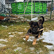 Apollo joined the competition — help win amazing prizes! puppy, dog, german_shepherd, stick, grass, snow, fence, backyard, swing, playful, outdoor, animal, pet, young_dog, running, daytime, nature, house, cold_weather, grass_patch