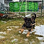 animal, backyard, cold_weather, daytime, dog, fence, german_shepherd, grass, grass_patch, house, nature, outdoor, pet, playful, puppy, running, snow, stick, swing, young_dog