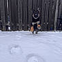 animal, backyard, black_and_tan, canine, dog, energetic, fence, fur, german_shepherd, leaping, nature, outdoor, paw_prints, pet, playful, puppy, running, snow, winter, young