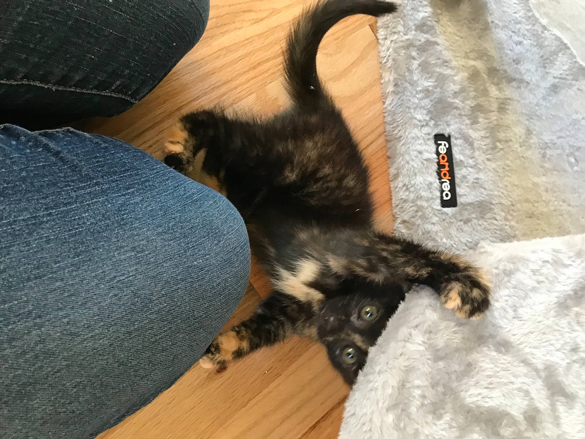 Cinder joined the competition — help win amazing prizes! black_cat, canidae, carnivore, cat, claw, comfort, companion_dog, dog_breed, fawn, felidae, fur, hardwood, human_leg, paw, small_to_medium_sized_cats, sporting_group, tail, terrestrial_animal, whiskers, wood