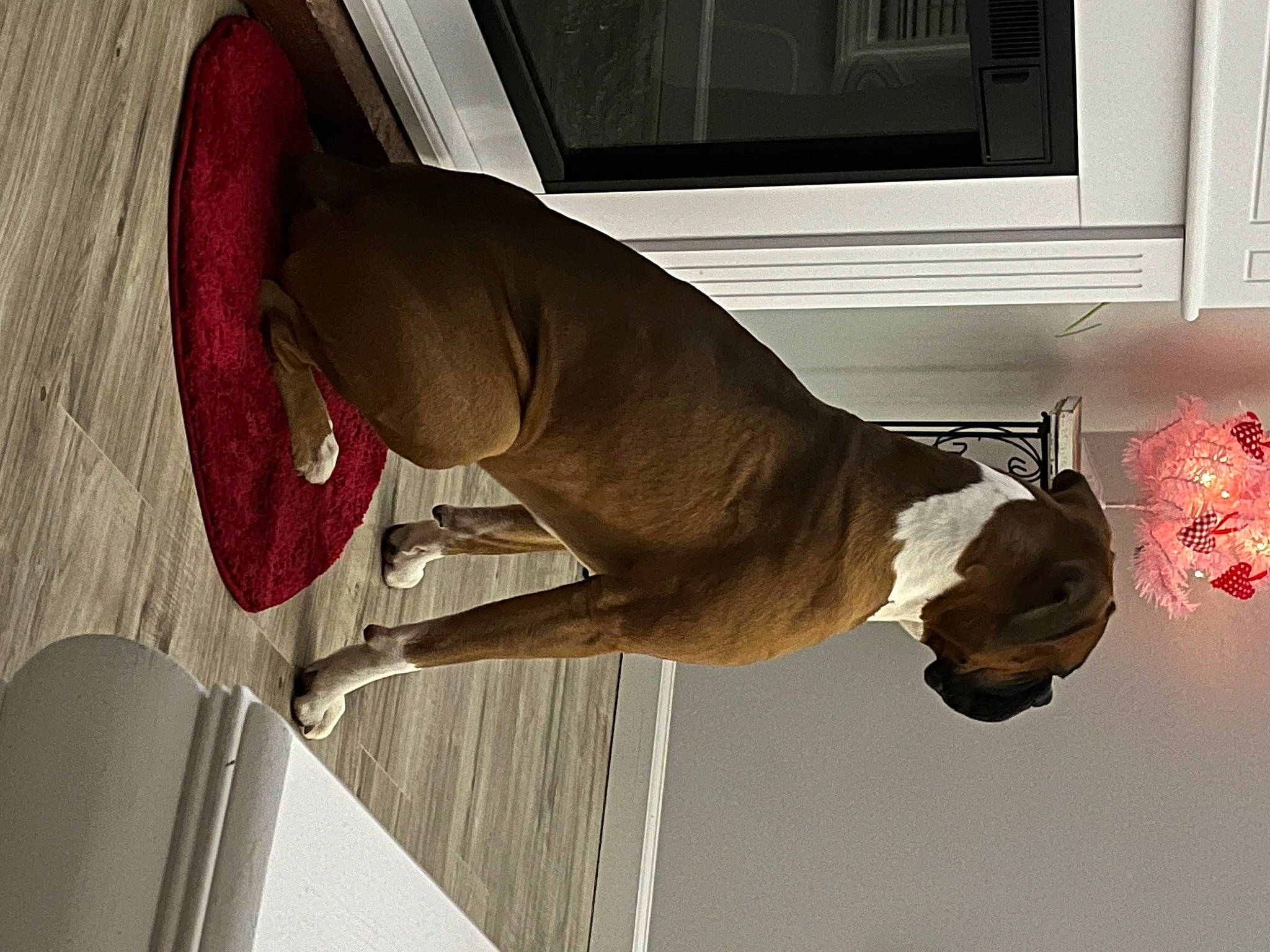 Ace is registered to the contest to win money with this photo: art, carnivore, comfort, companion_dog, dog, dog_breed, elbow, fawn, flooring, hardwood, human_leg, knee, liver, pet_supply, room, sculpture, tail, window, wood, working_animal