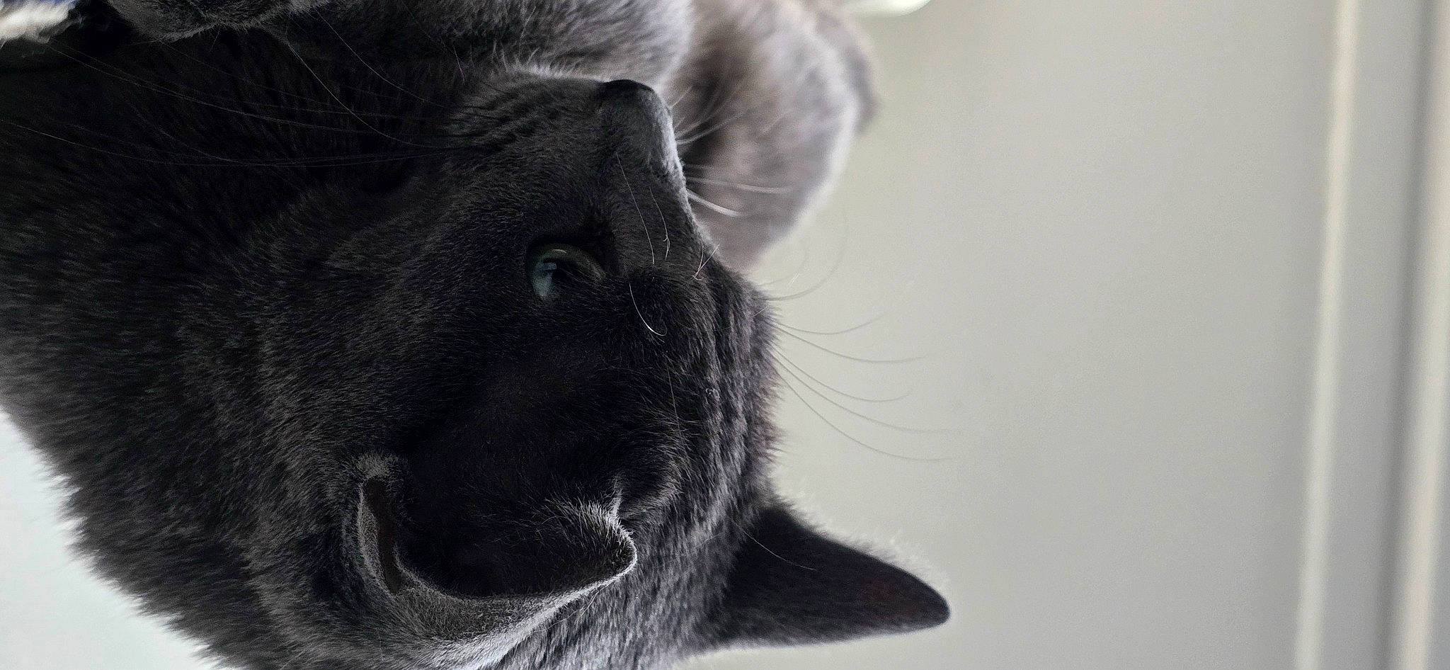 Socquette participe au concours pour gagner de l'argent avec cette photo : beard, dog_breed, ear, eyelash, fur, grey, monochrome, monochrome_photography, primate, snout, terrestrial_animal, whiskers, working_animal, wrinkle