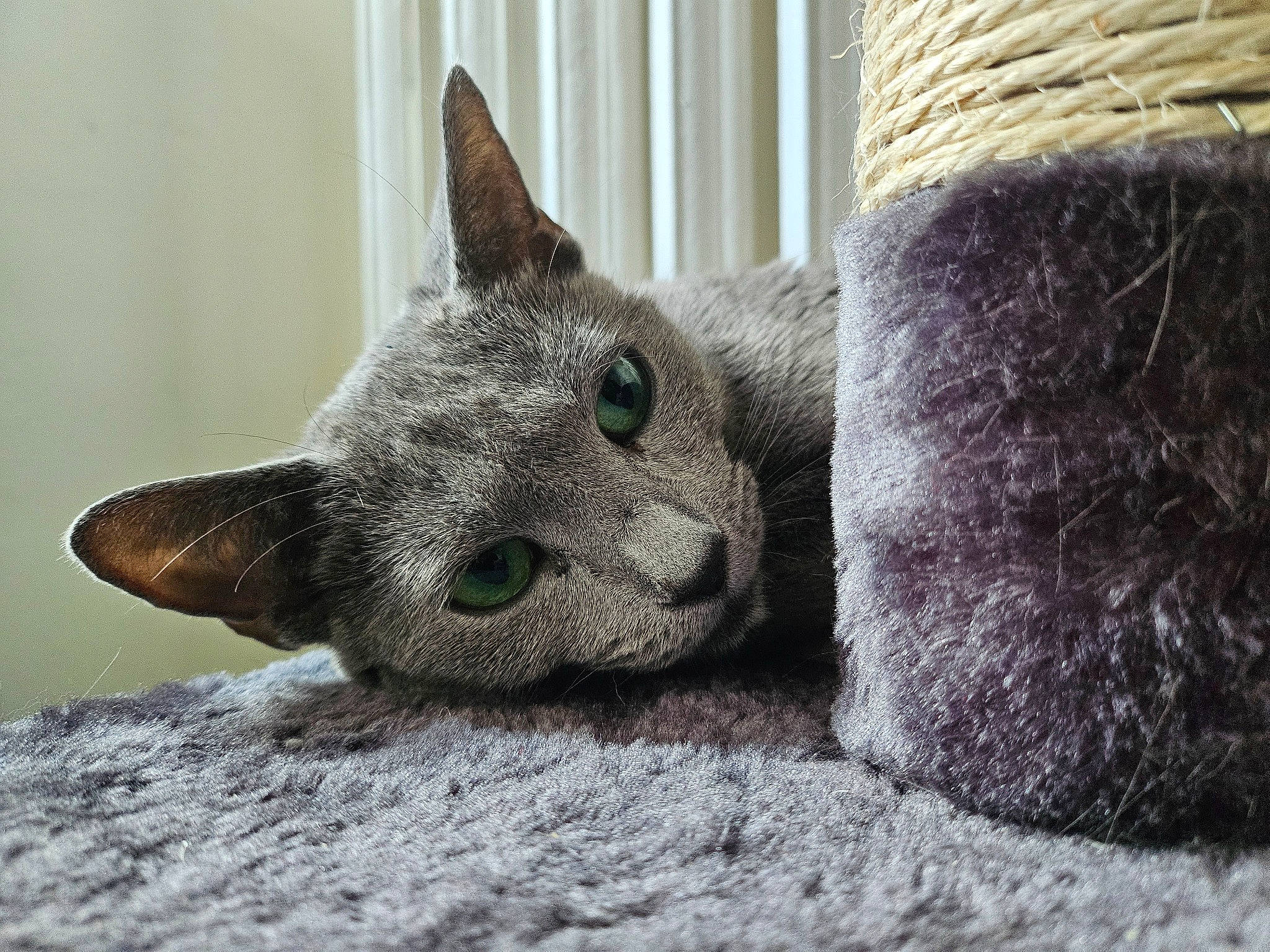 Socquette a rejoint le concours — aidez-le/la à gagner de superbes lots ! art, carnivore, cat, cat_furniture, cat_supply, chartreux, comfort, domestic_short_haired_cat, felidae, fur, grey, paw, russian_blue, sculpture, small_to_medium_sized_cats, snout, tail, whiskers, window, wood