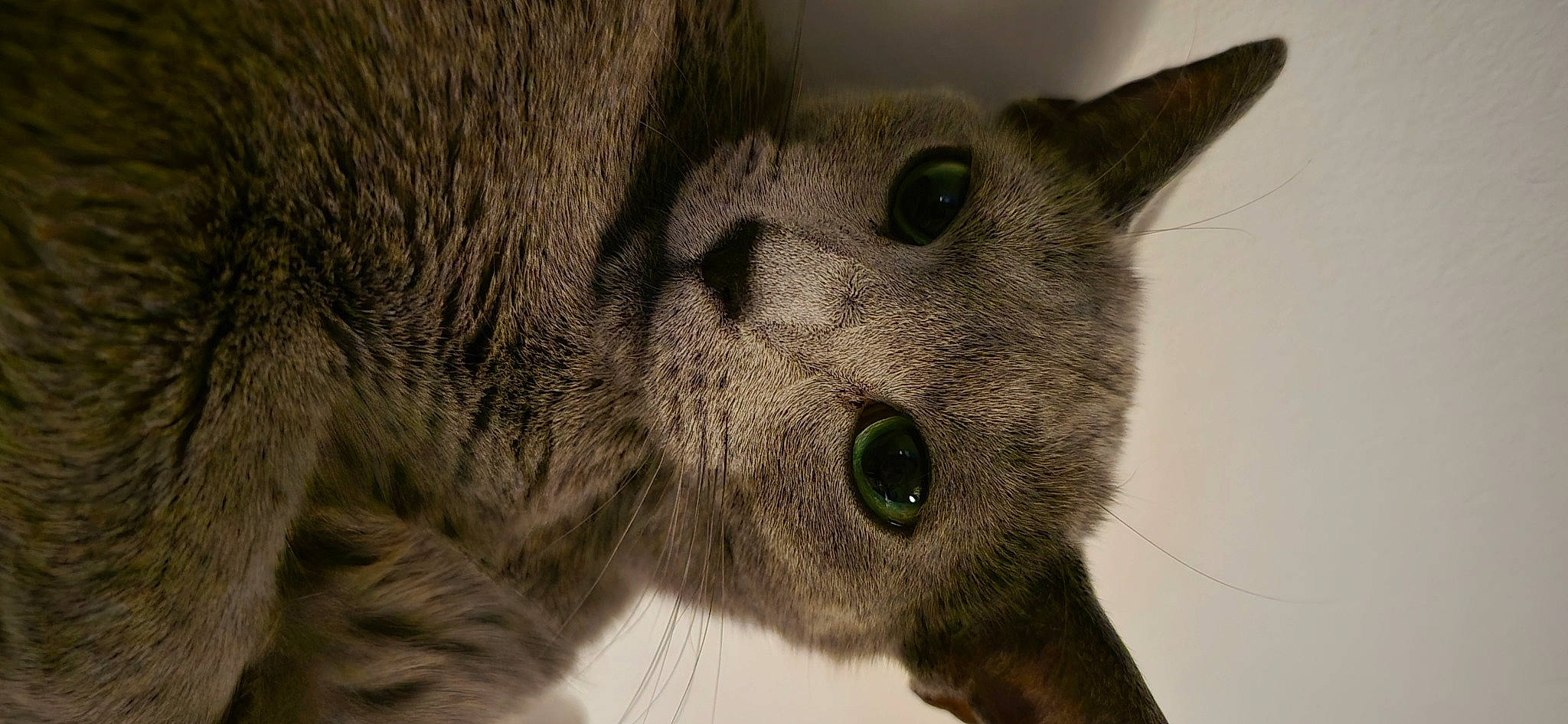 Socquette participe au concours pour gagner de l'argent avec cette photo : carnivore, cat, domestic_short_haired_cat, ear, felidae, fur, grey, russian_blue, small_to_medium_sized_cats, snout, terrestrial_animal, whiskers, wildlife