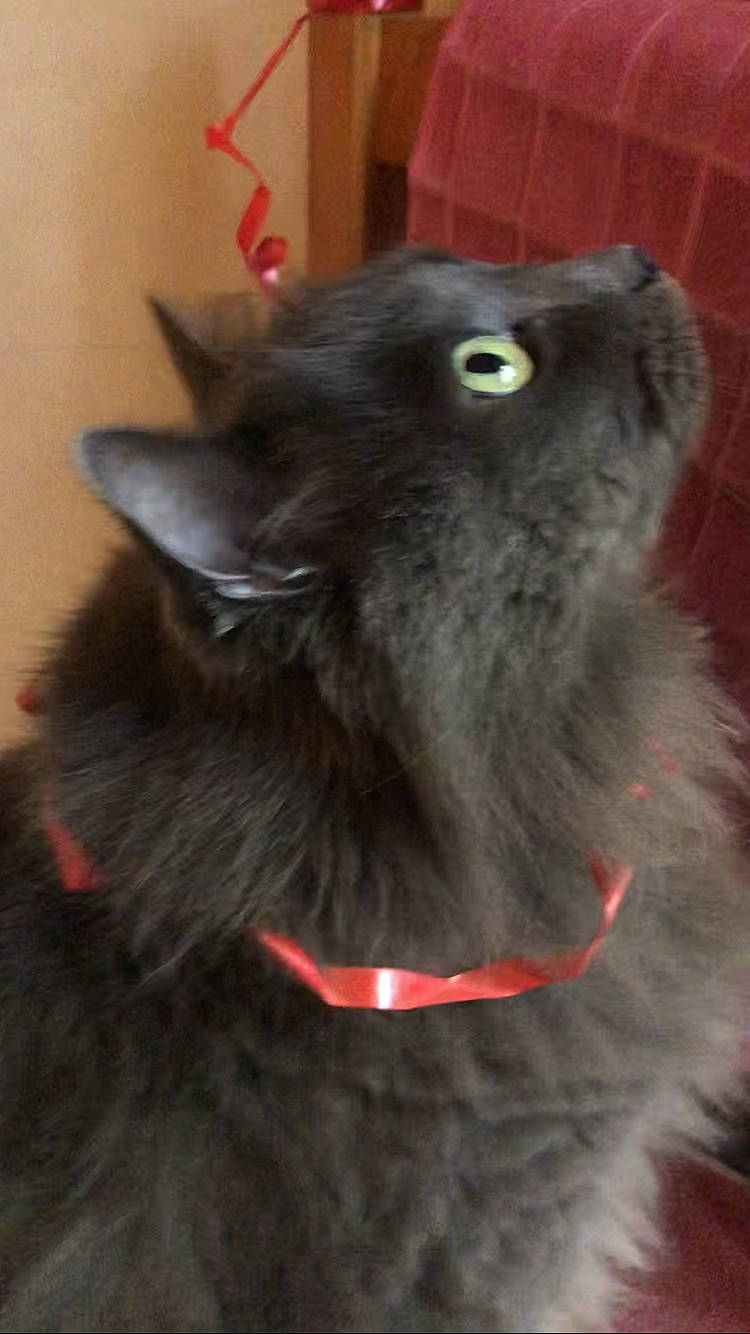 Kiss participe au concours pour gagner de l'argent avec cette photo : black_cat, bombay, carnivore, cat, claw, collar, dog_breed, domestic_short_haired_cat, ear, felidae, fur, grey, plant, small_to_medium_sized_cats, snout, tail, terrestrial_animal, whiskers, working_animal