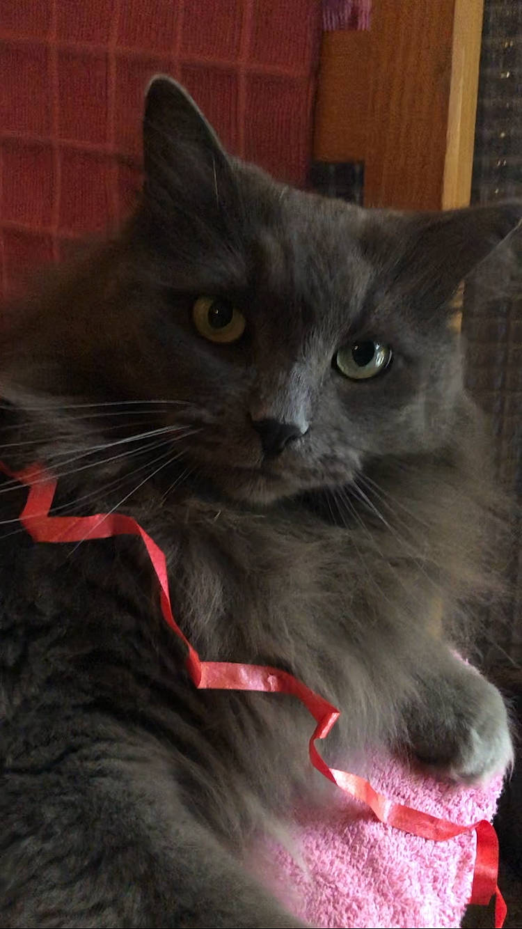 Kiss a rejoint le concours — aidez-le/la à gagner de superbes lots ! black_cat, carnivore, cat, claw, collar, comfort, domestic_short_haired_cat, felidae, fur, grey, paw, small_to_medium_sized_cats, snout, tail, terrestrial_animal, whiskers