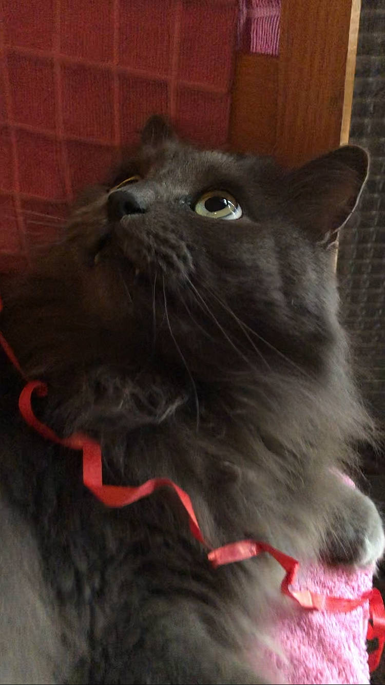 Kiss participe au concours pour gagner de l'argent avec cette photo : black_cat, carnivore, cat, domestic_short_haired_cat, eye, felidae, fur, grey, iris, mammal, small_to_medium_sized_cats, snout, tail, terrestrial_animal, whiskers