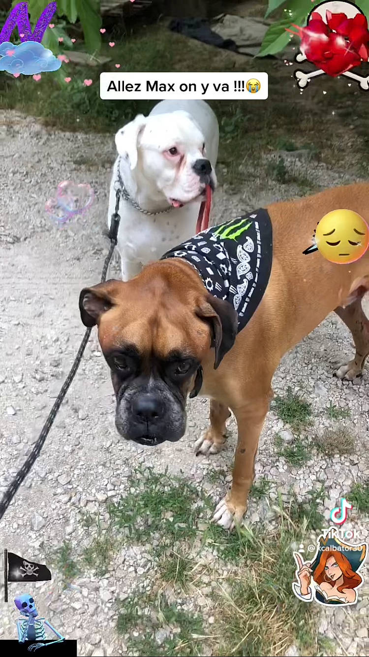 Nuage participe au concours pour gagner de l'argent avec cette photo : ancient_dog_breeds, boxer, carnivore, collar, companion_dog, dog, dog_breed, dog_collar, dog_supply, fawn, grass, logo, pet_supply, photo_caption, plant, snout, sporting_group, working_animal, working_dog, wrinkle